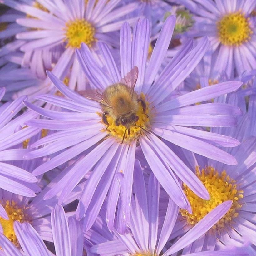 Aster amellus King George - Berg-Aster (Flowering)