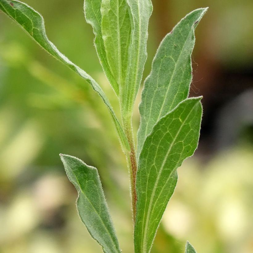 Aster amellus King George - Berg-Aster (Foliage)