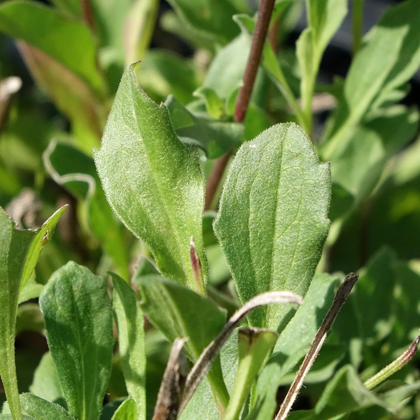 Aster amellus Rudolf Goethe - Berg-Aster (Foliage)