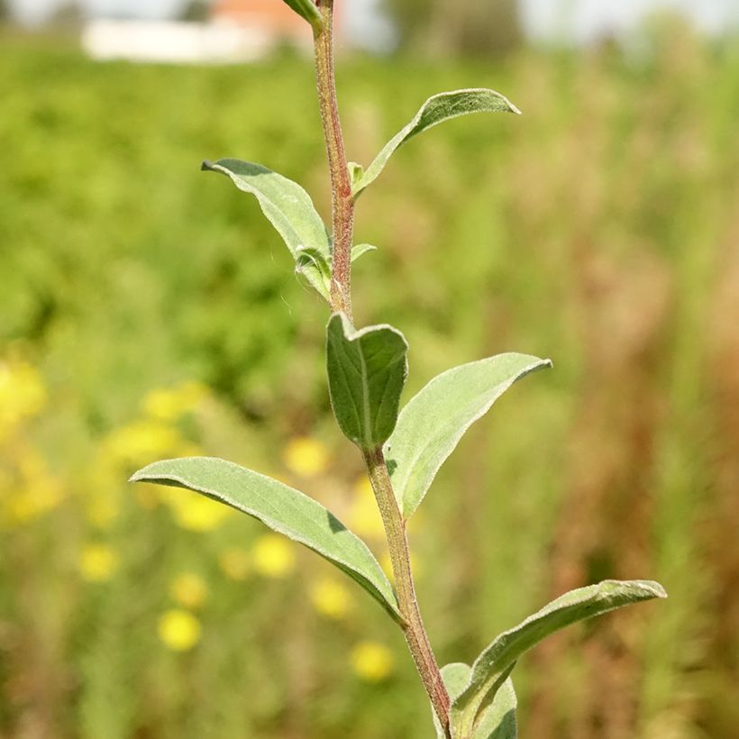 Aster amellus Sonia - Berg-Aster (Foliage)