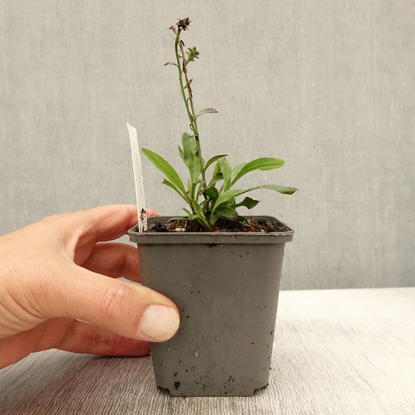 Example of Aster amellus Sonora - Berg-Aster Kleine Töpfe von 8/9 cm as you get in automne