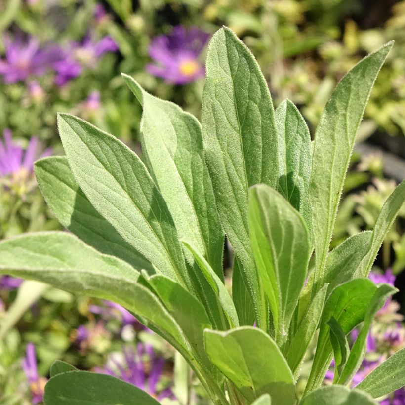 Aster amellus Veilchenkönigin - Violet Queen - Berg-Aster (Foliage)