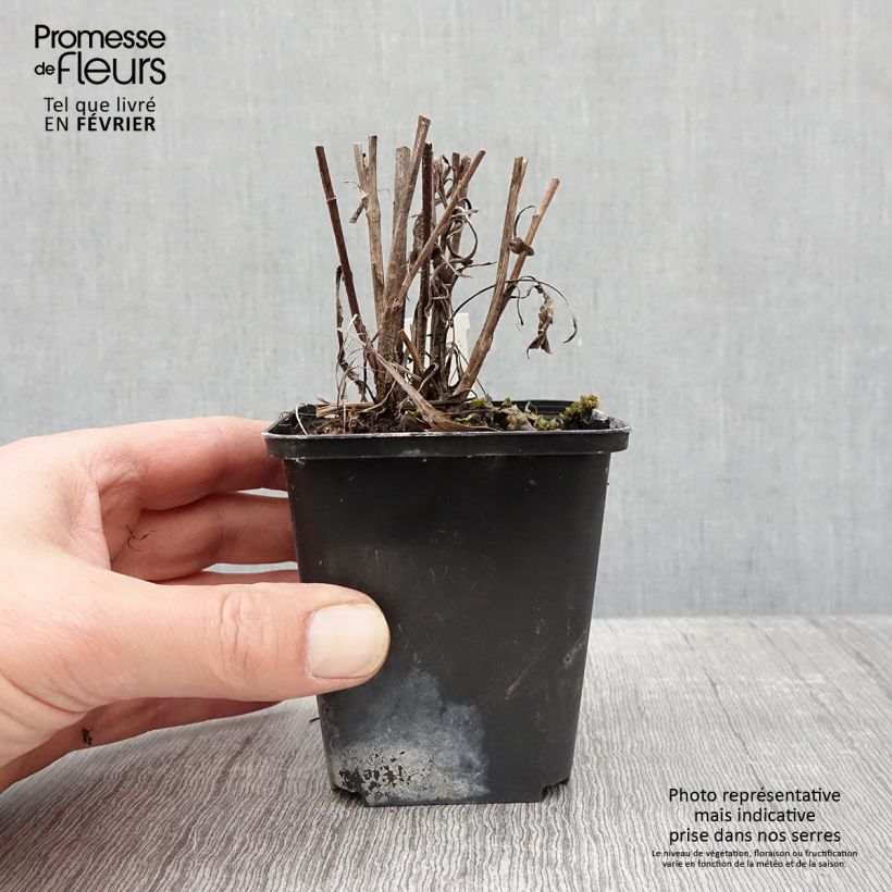 Exemplar von Aster azureus - Azur-Aster Kleine Töpfe von 8/9 cm wie im Winter geliefert