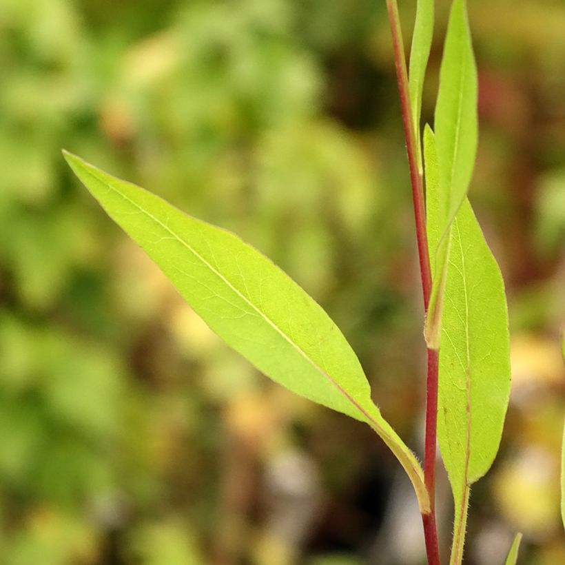 Aster azureus - Azur-Aster (Foliage)