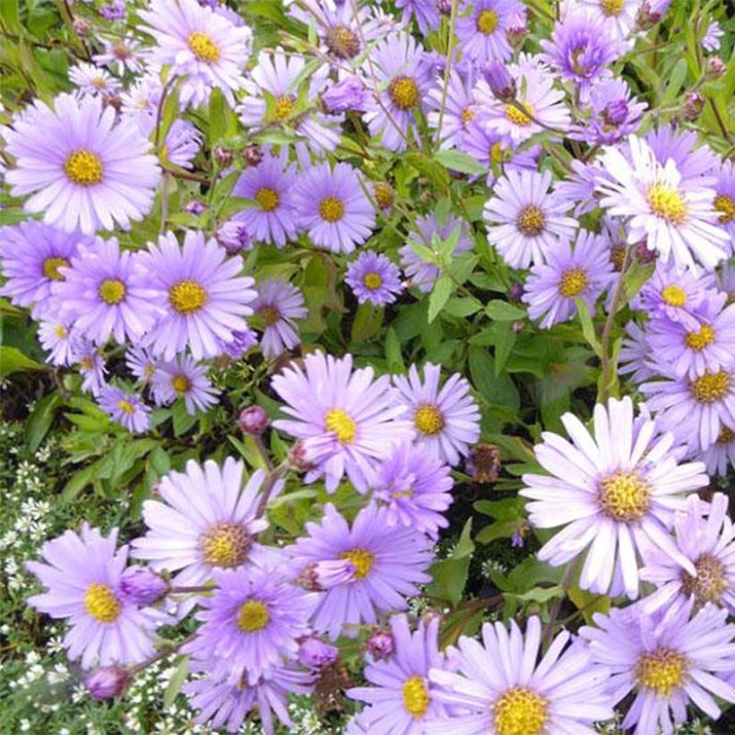 Aster JS Bart's Blue Beauty (Flowering)