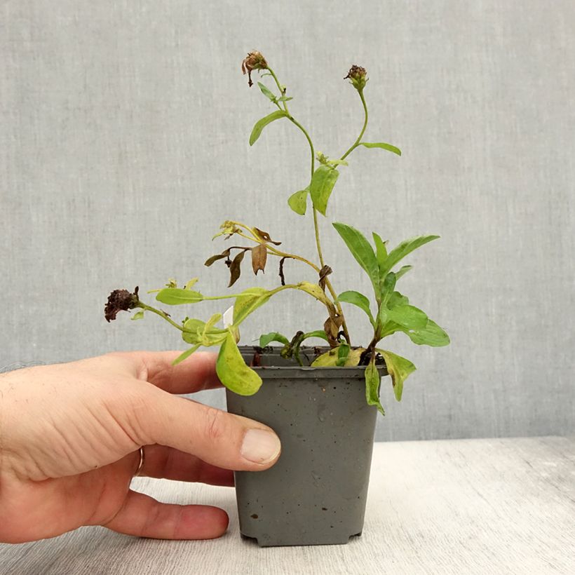 Example of Aster JS Bart's Blue Beauty Kleine Töpfe von 8/9 cm as you get in automne