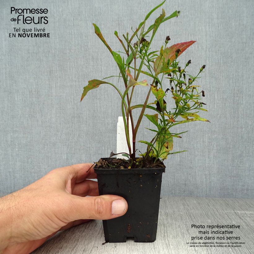 Example of Aster cordifolius Blue Heaven - Schleieraster Kleine Töpfe von 8/9 cm as you get in automne