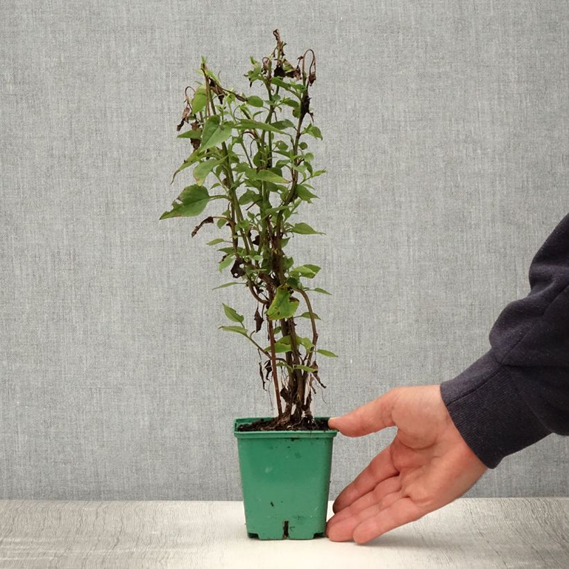Exemplar von Aster cordifolius Blutenregen - Schleieraster Kleine Töpfe von 8/9 cm wie im Sommer geliefert