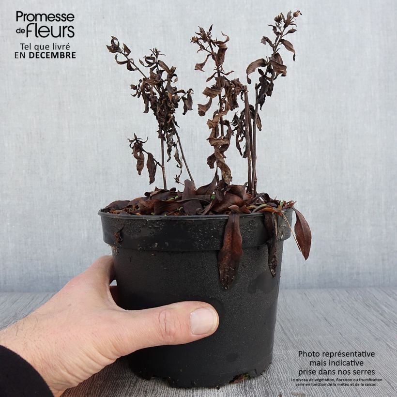 Example of Aster dumosus Anneke - Kissen-Aster Topf mit 1,5L/2L as you get in automne