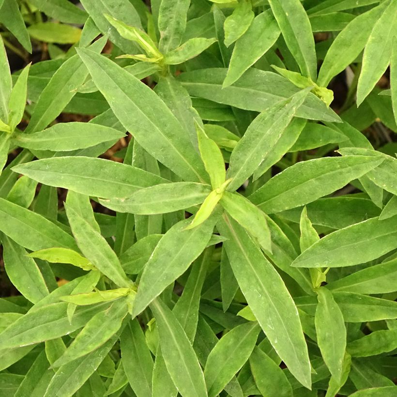 Aster dumosus Anneke - Kissen-Aster (Foliage)