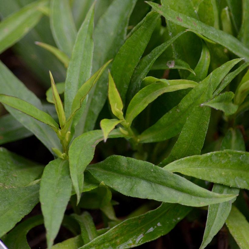 Aster dumosus Augenweide - Kissen-Aster (Foliage)