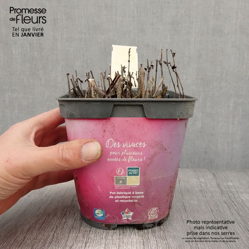 Exemplar von Aster dumosus Bahamas - Kissen-Aster Topf mit 2L/3L wie im Winter geliefert