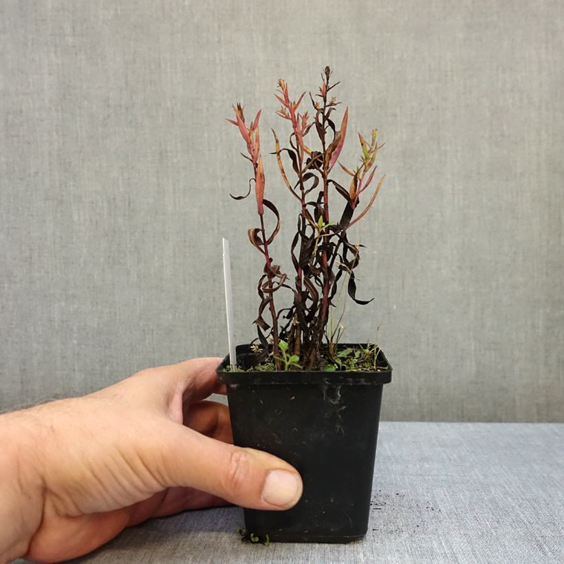 Exemplar von Aster dumosus Heinz-Richard - Kissen-Aster Kleine Töpfe von 8/9 cm wie im Herbst geliefert