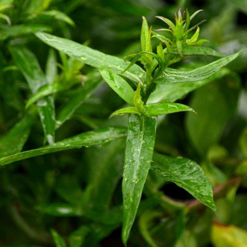 Aster dumosus Jenny - Kissen-Aster (Foliage)