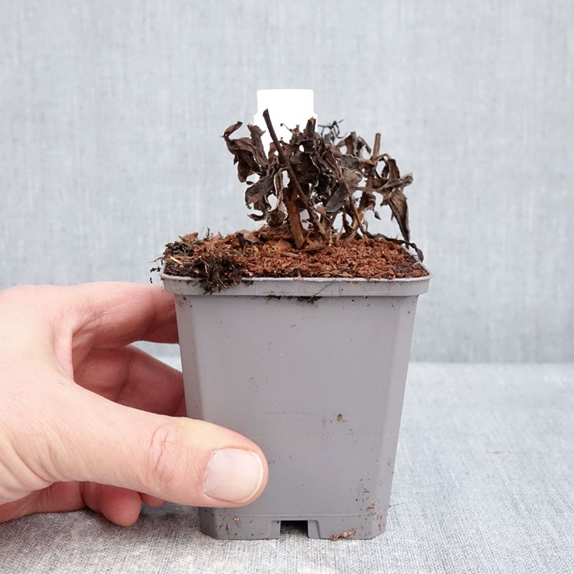 Exemplar von Aster dumosus Jenny - Kissen-Aster Kleine Töpfe von 8/9 cm wie im Winter geliefert