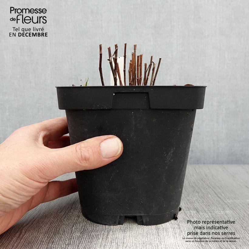 Example of Aster dumosus Marjorie - Kissen-Aster Topf mit 2L/3L as you get in automne