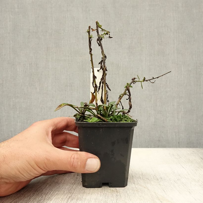 Example of Aster dumosus Neron - Kissen-Aster Kleine Töpfe von 8/9 cm as you get in automne