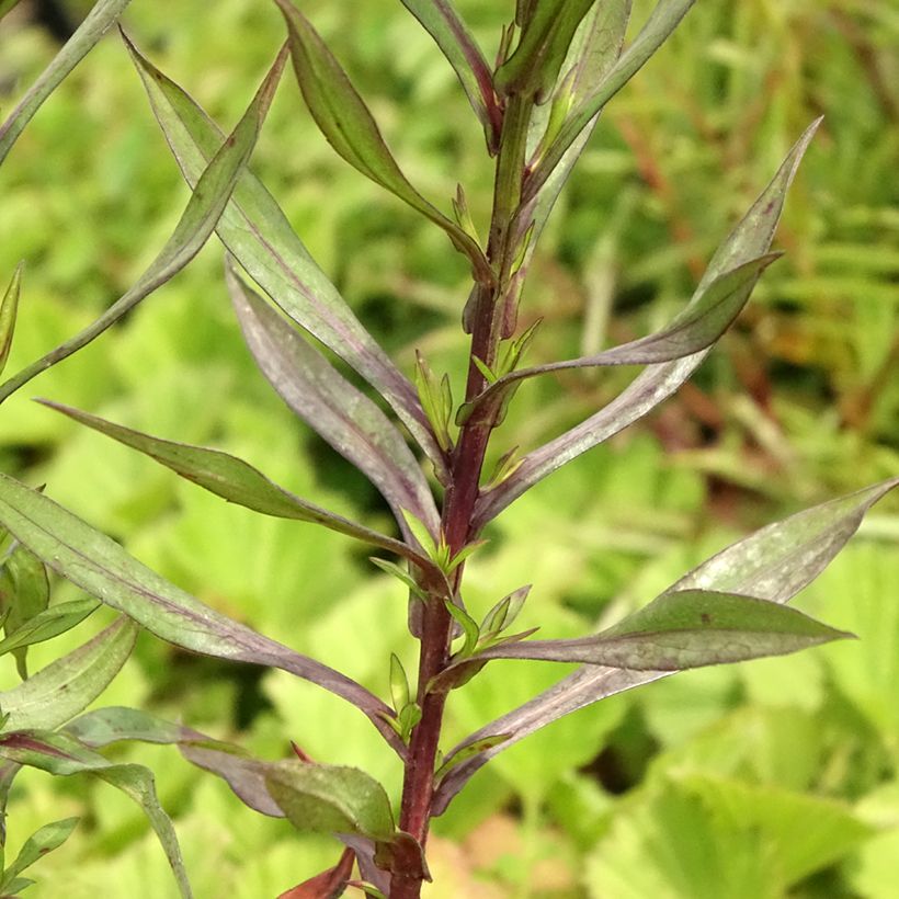 Aster dumosus Neron - Kissen-Aster (Foliage)