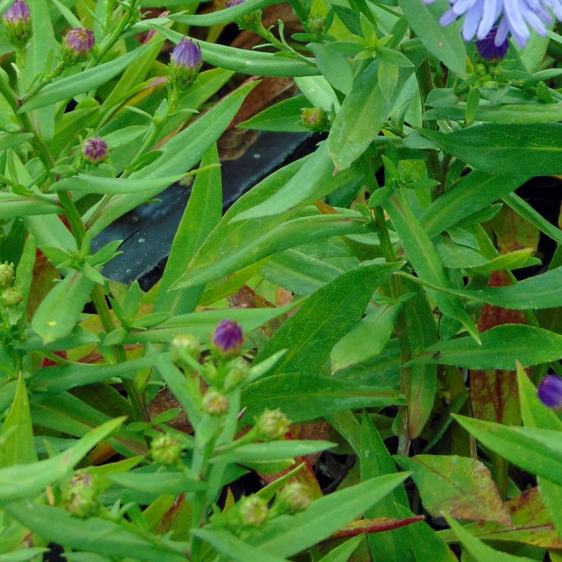 Aster dumosus Professeur Anton Kippenberg - Kissen-Aster (Foliage)