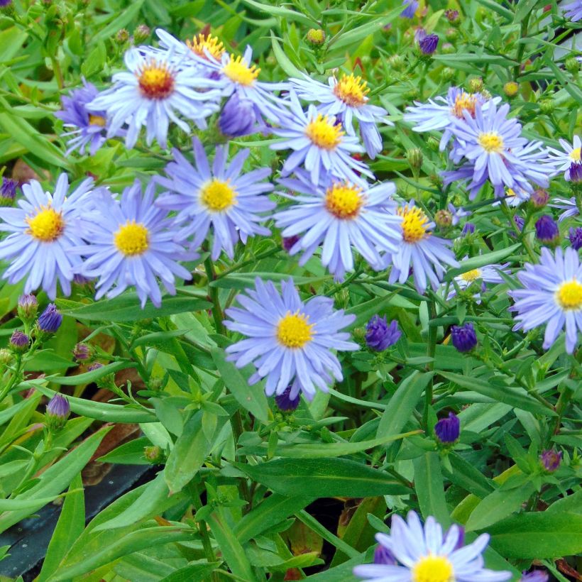 Aster dumosus Professeur Anton Kippenberg - Kissen-Aster (Plant habit)