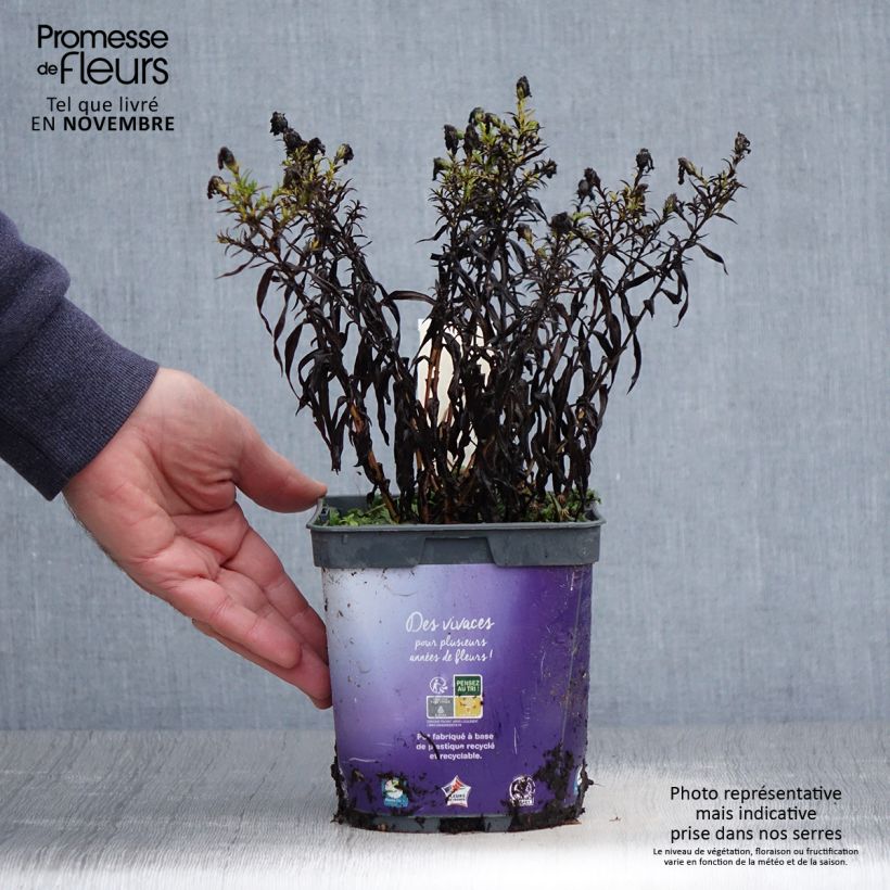 Example of Aster dumosus Samoa - Kissen-Aster Topf mit 2L/3L as you get in automne