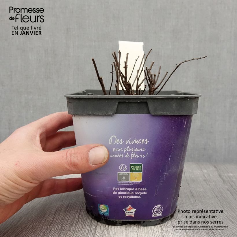 Exemplar von Aster dumosus Samoa - Kissen-Aster Topf mit 2L/3L wie im Winter geliefert