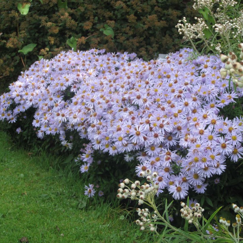 Aster dumosus Silberblaukissen - Kissen-Aster (Plant habit)