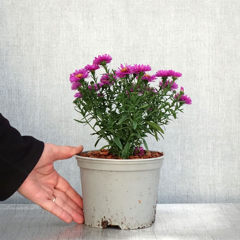 Example of Aster dumosus Starlight - Kissen-Aster Topf mit 2L/3L as you get in automne