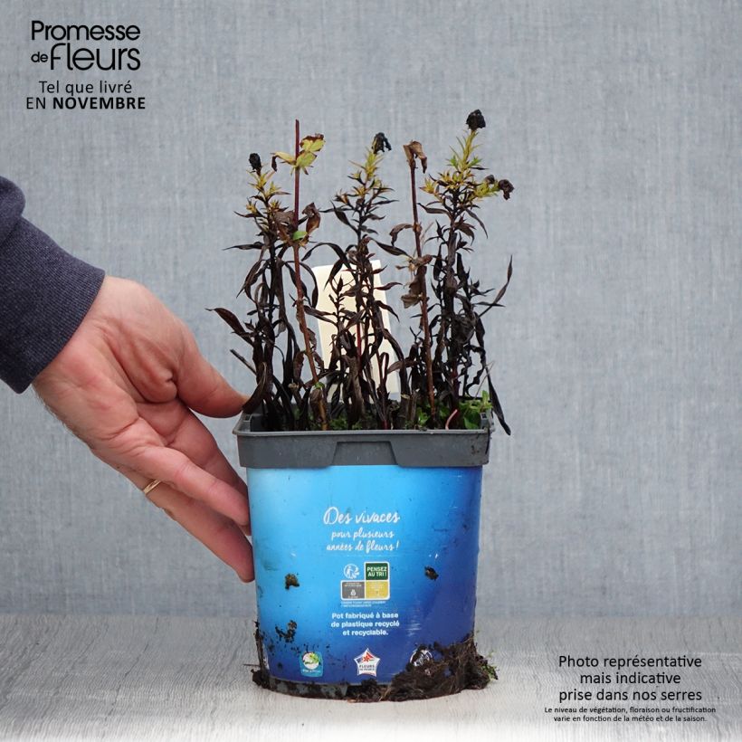 Example of Aster dumosus Tonga - Kissen-Aster Topf mit 2L/3L as you get in automne