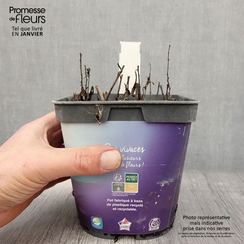 Exemplar von Aster dumosus Tonga - Kissen-Aster Topf mit 2L/3L wie im Winter geliefert