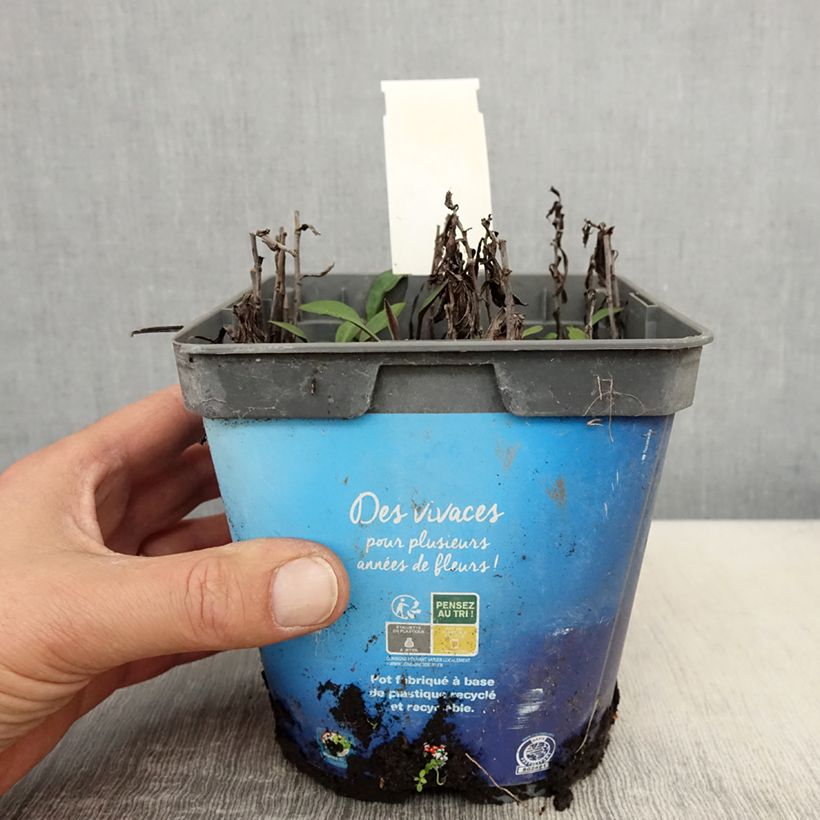 Exemplar von Aster dumosus Tonga - Kissen-Aster Topf mit 2L/3L wie im Frühjahr geliefert