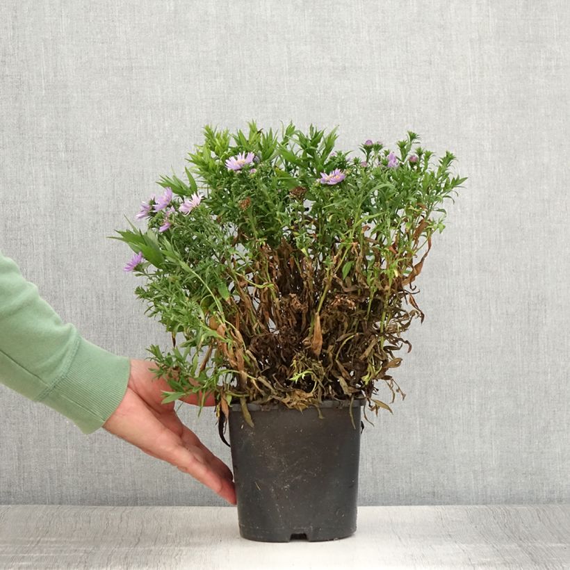 Example of Aster novi-belgii Wood's Purple - Glattblatt-Aster Topf mit 1,5L/2L as you get in ete