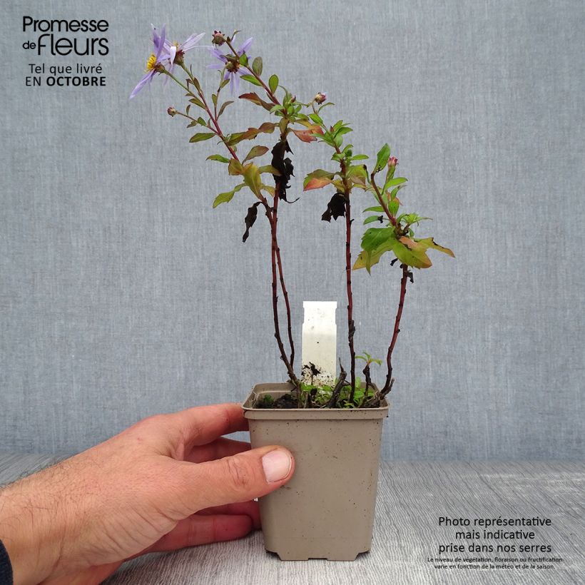 Example of Aster ageratoides Eleven purple - Ageratum-ähnliche Aster Kleine Töpfe von 8/9 cm as you get in automne