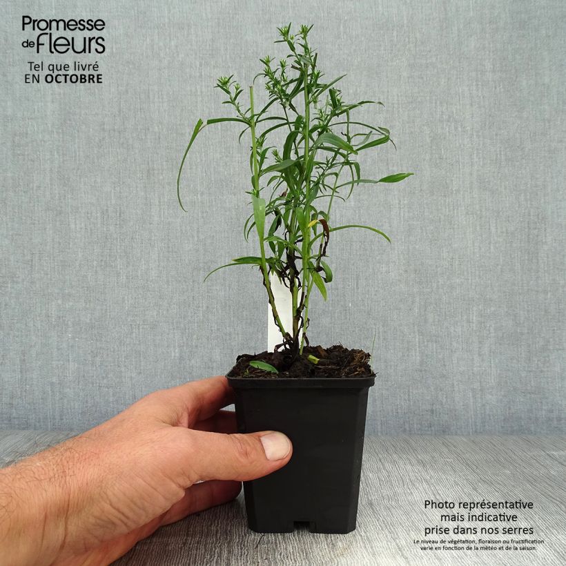 Example of Aster ericoides Blue Wonder - Myrten Aster Kleine Töpfe von 8/9 cm as you get in automne