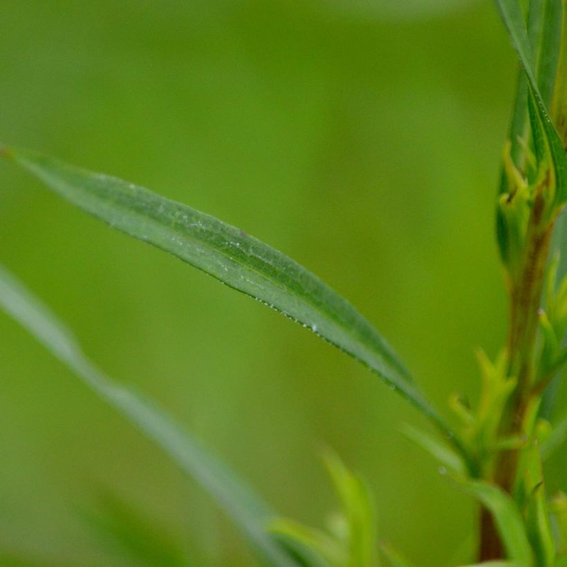 Aster ericoïdes Esther - Myrten Aster (Foliage)