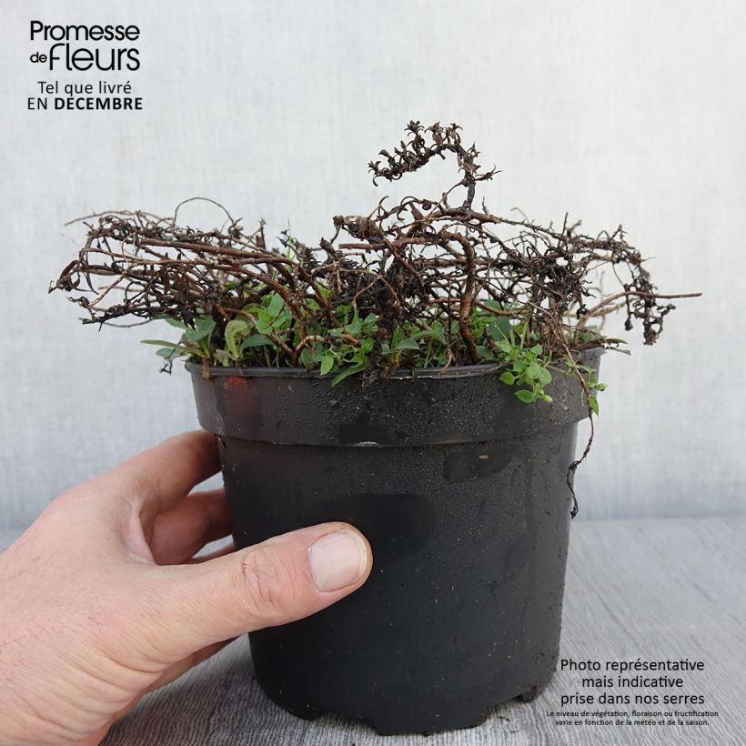 Example of Aster ericoïdes f. prostratus Snow Flurry - Myrten Aster Topf mit 2L/3L as you get in automne