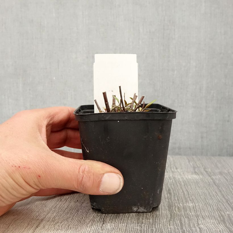 Exemplar von Aster ericoïdes Herbstmyrte - Myrten Aster Kleine Töpfe von 8/9 cm wie im Frühjahr geliefert