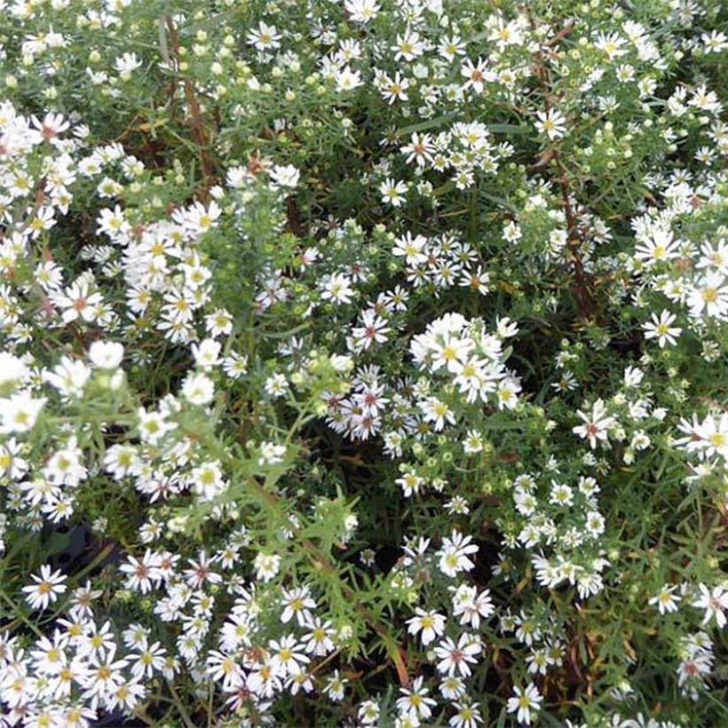 Aster ericoïdes Schneetanne - Myrten Aster (Flowering)