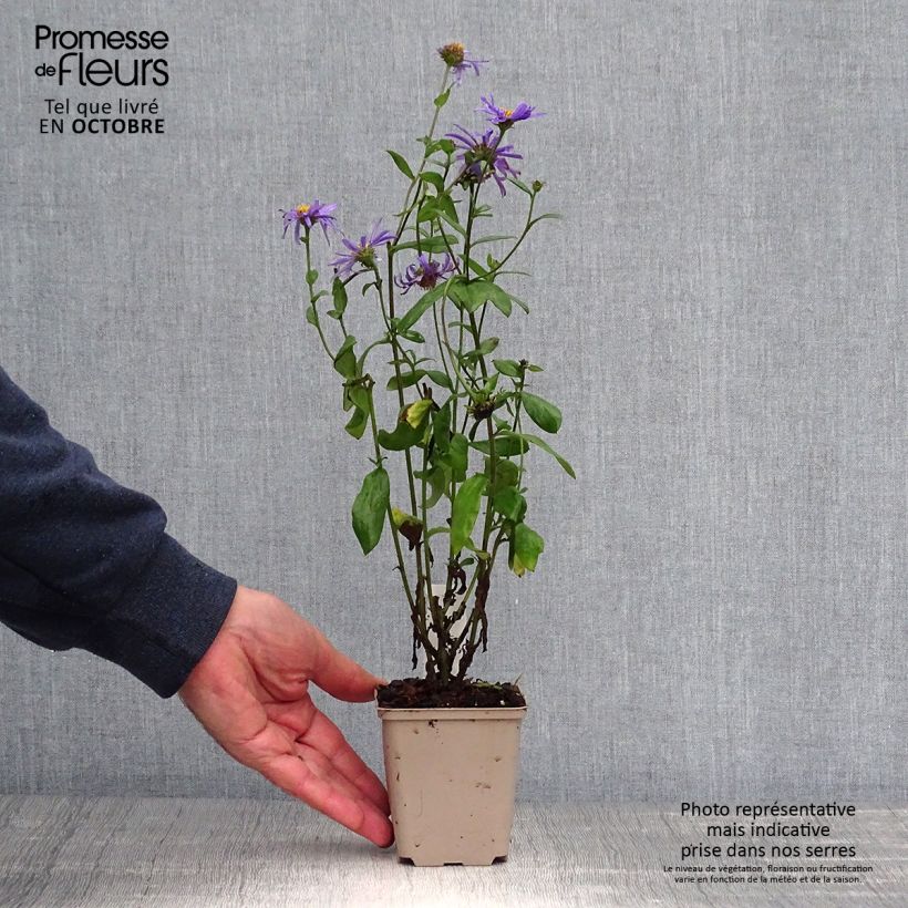 Example of Aster frikartii Jungfrau - Sommer-Aster Kleine Töpfe von 8/9 cm as you get in automne