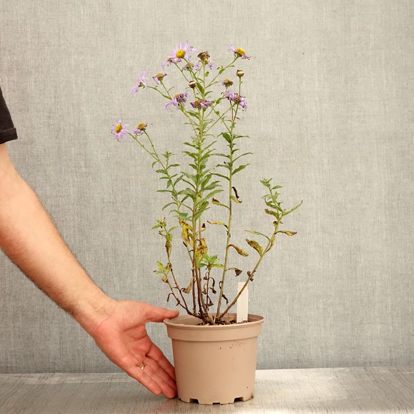Example of Aster frikartii Mönch - Sommer-Aster Topf mit 1L/1,5L as you get in automne