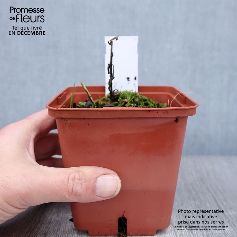 Exemplar von Aster frikartii Mönch - Sommer-Aster Topf mit 1L/1,5L wie im Winter geliefert