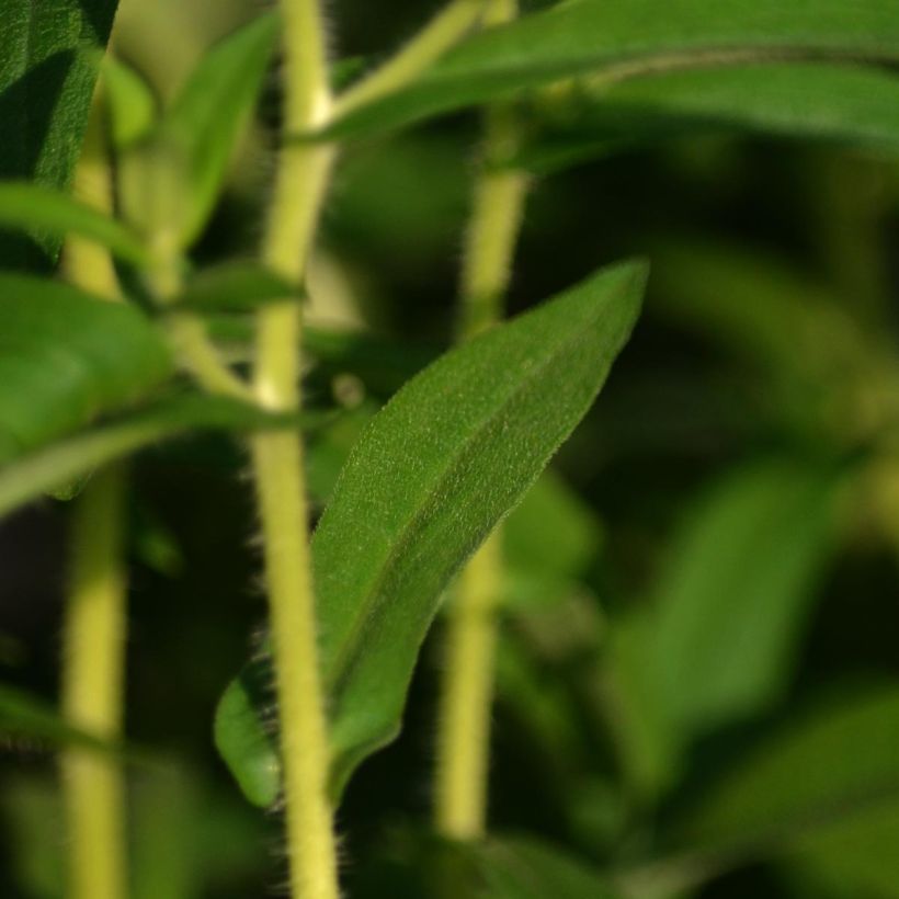 Aster novae-angliae Herbstschnee - Neuenglische Aster (Foliage)
