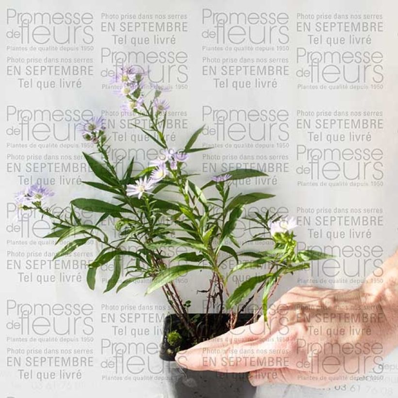 Example of Aster ericoïdes Herfstweelde - Myrten Aster Kleine Töpfe von 8/9 cm as you get
