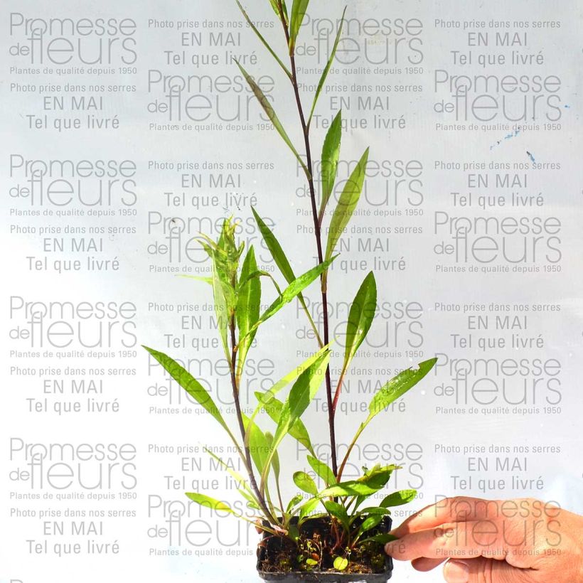 Example of Aster novi-belgii Carmen - Glattblatt-Aster Kleine Töpfe von 8/9 cm as you get