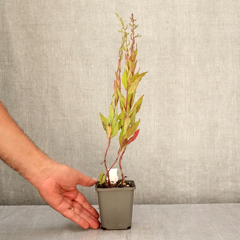 Exemplar von Aster lateriflorus Chloe - Herbstaster Kleine Töpfe von 8/9 cm wie im Sommer geliefert