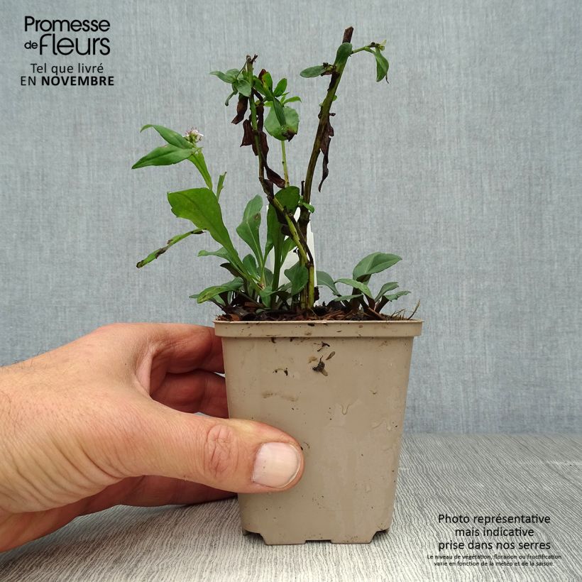 Example of Aster lateriflorus Chloe - Herbstaster Kleine Töpfe von 8/9 cm as you get in automne