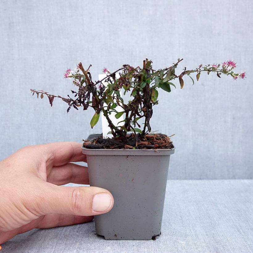 Exemplar von Aster lateriflorus Prince - Herbstaster Kleine Töpfe von 8/9 cm wie im Herbst geliefert