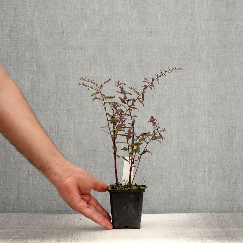 Example of Aster lateriflorus Prince - Herbstaster Kleine Töpfe von 8/9 cm as you get in ete