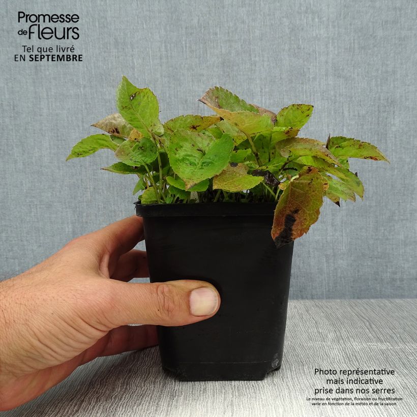 Exemplar von Aster macrophyllus Albus - Großblättrige Aster Kleine Töpfe von 8/9 cm wie im Sommer geliefert