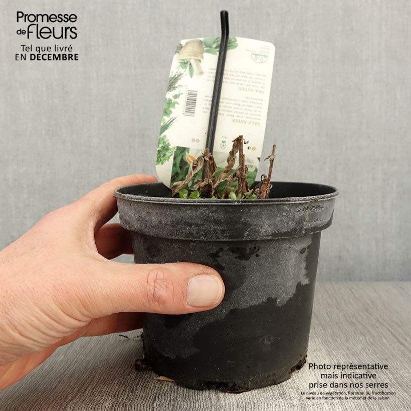 Example of Strand-Aster - Tripolium pannonicum Topf mit 1,5L/2L as you get in automne